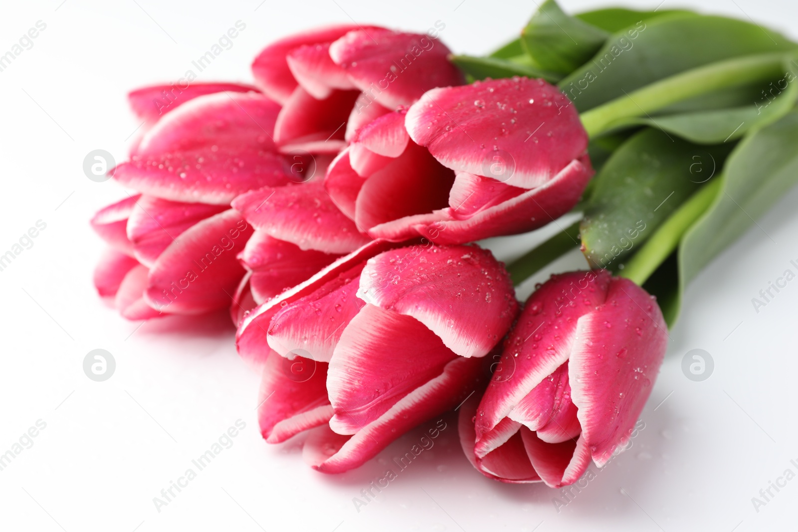 Beautiful pink tulips on white background, closeup Photo of Beautiful pink tulips on white background, closeup