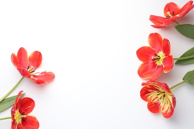 Photo of Beautiful tulips on white background, flat lay. Space for text
