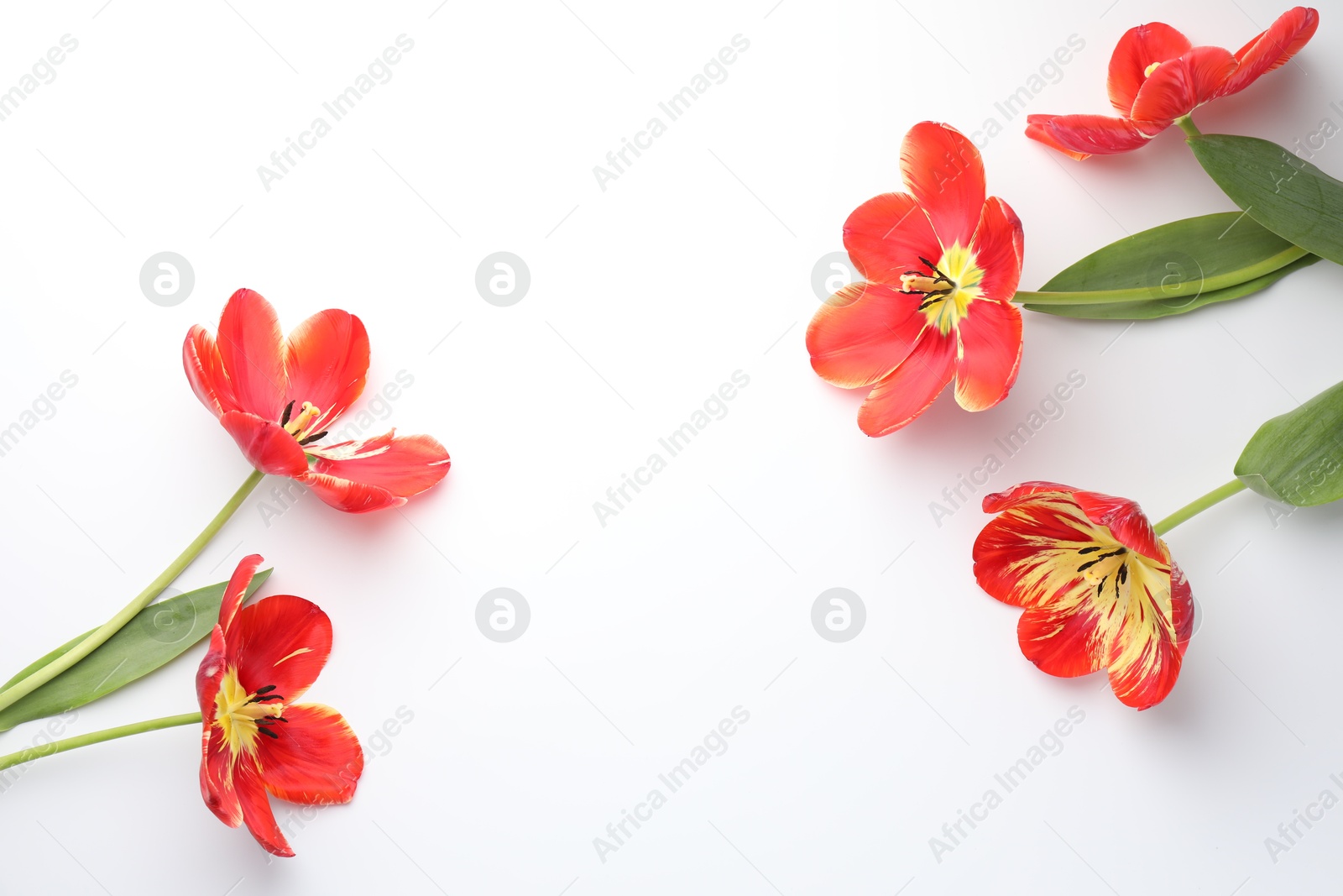 Photo of Beautiful tulips on white background, flat lay. Space for text