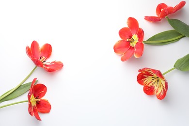 Photo of Beautiful tulips on white background, flat lay. Space for text
