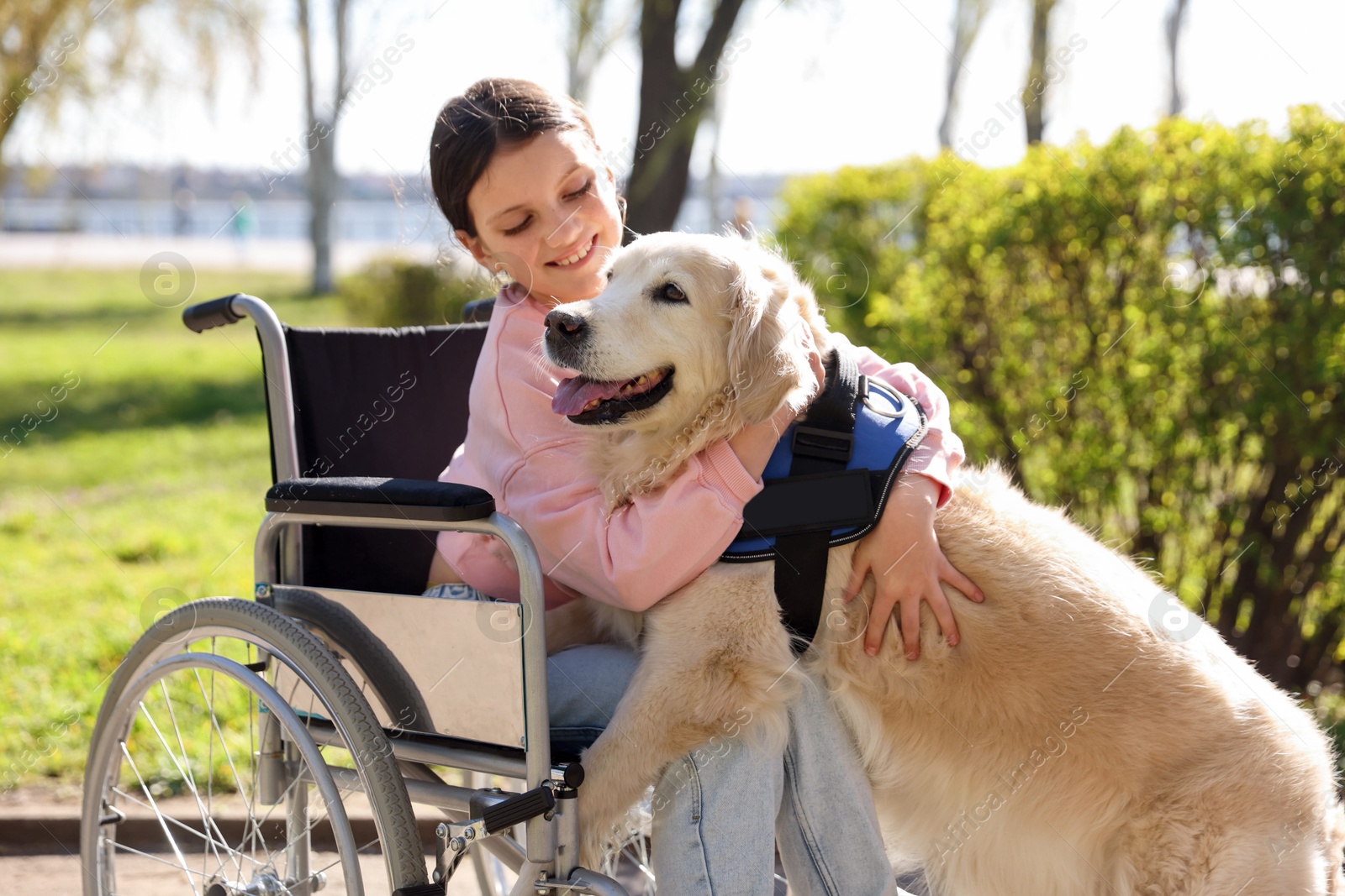Girl in wheelchair hugging her service dog at park Photo of Girl in wheelchair hugging her service dog at park