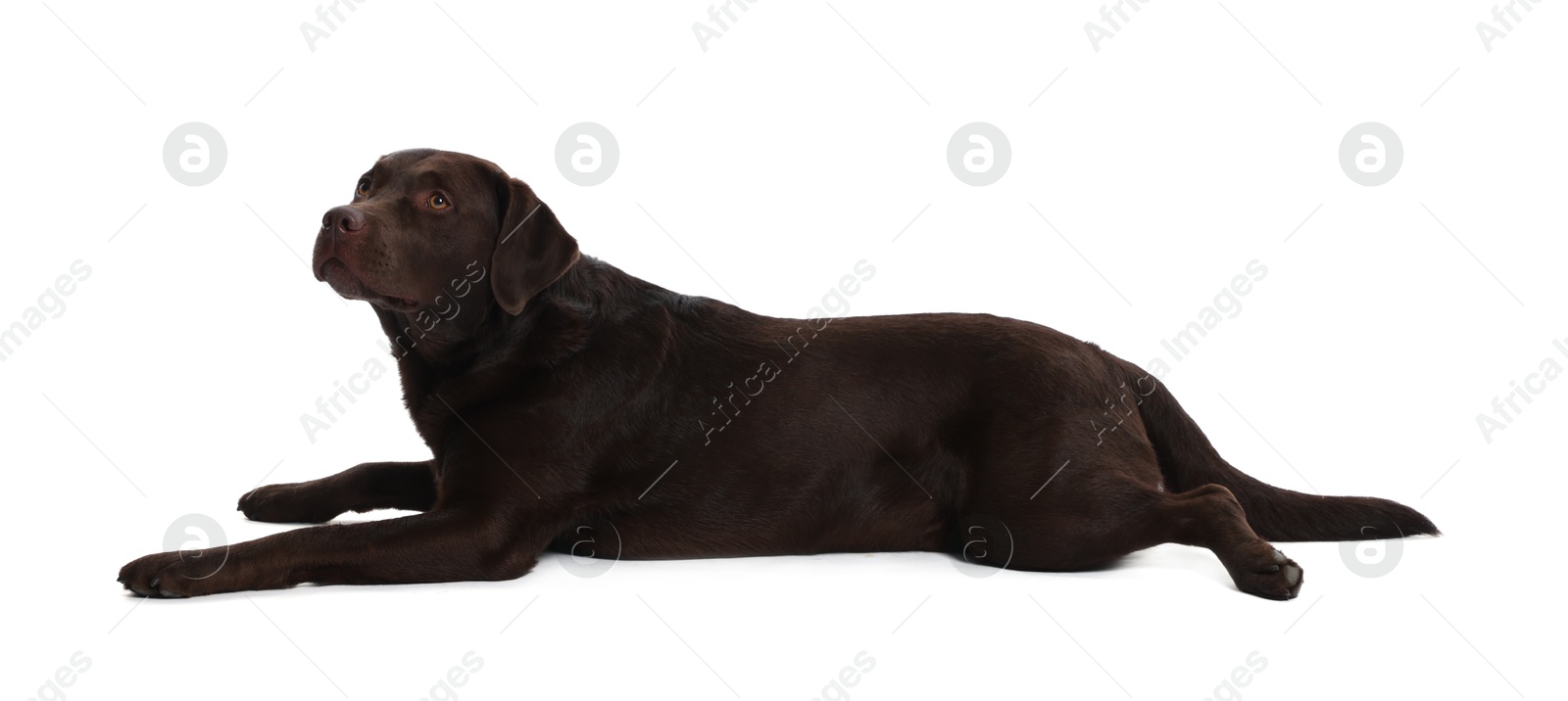 Photo of Cute dog on white background. Lovely pet