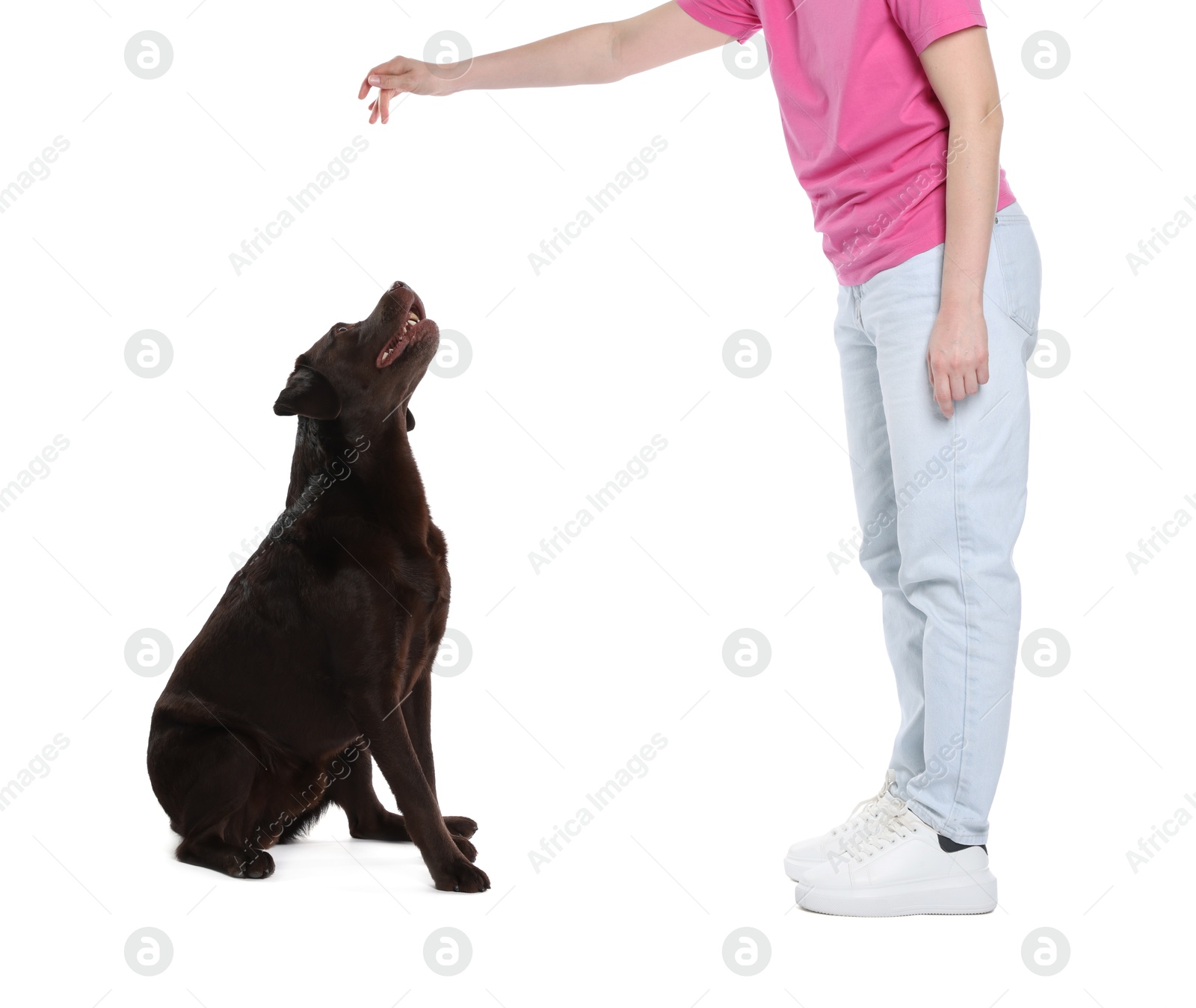 Photo of Woman training her dog on white background, closeup