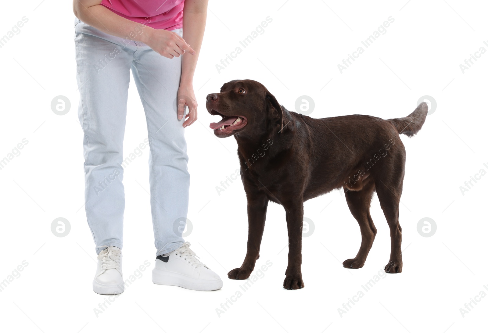 Photo of Woman training her dog on white background, closeup