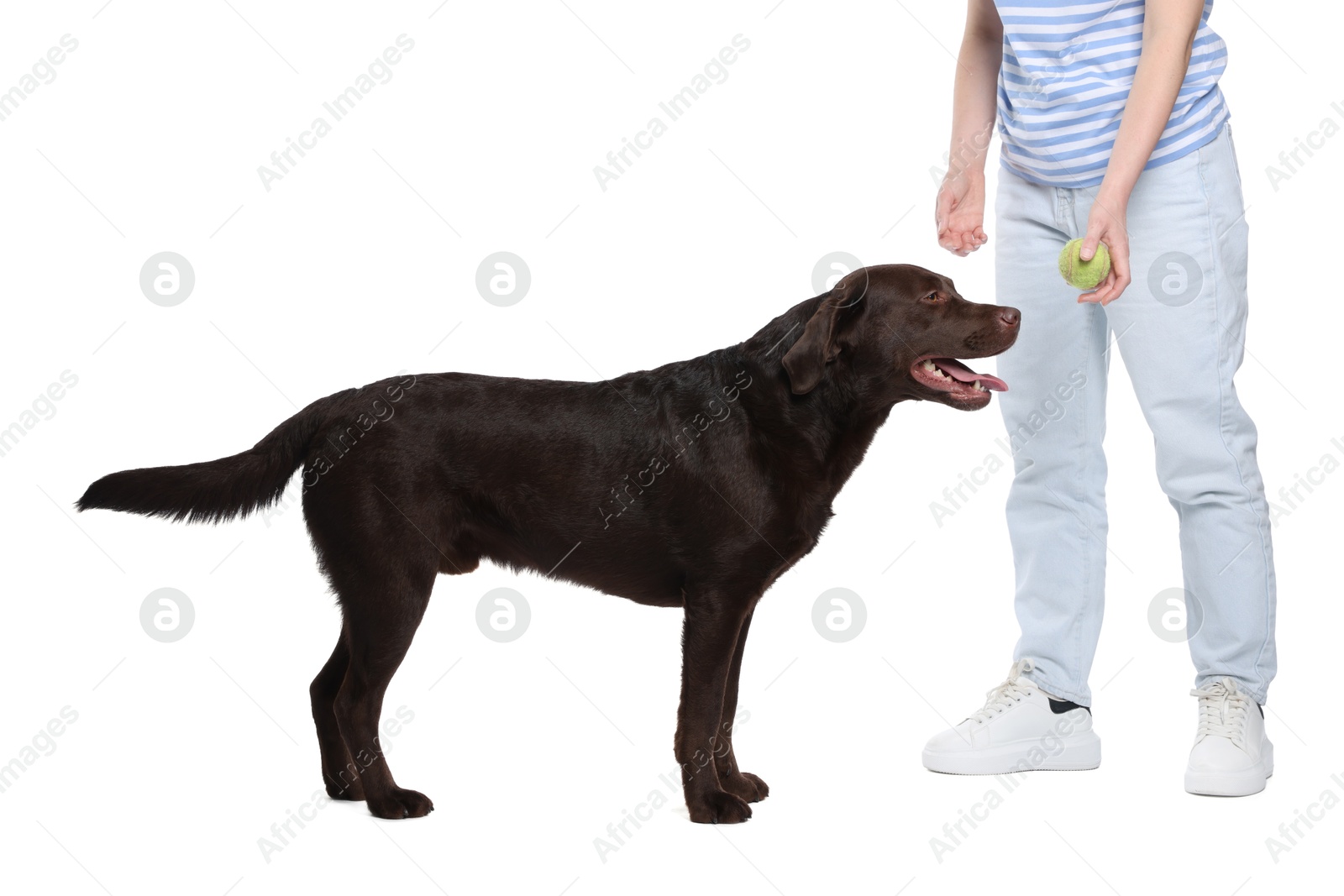 Woman with toy training her dog on white background, closeup Photo of Woman with toy training her dog on white background, closeup