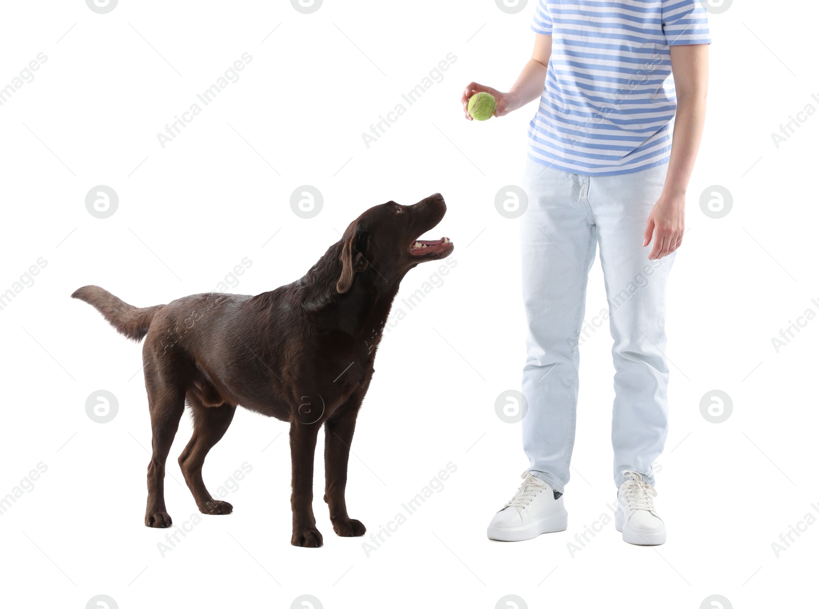 Woman with toy training her dog on white background, closeup Photo of Woman with toy training her dog on white background, closeup