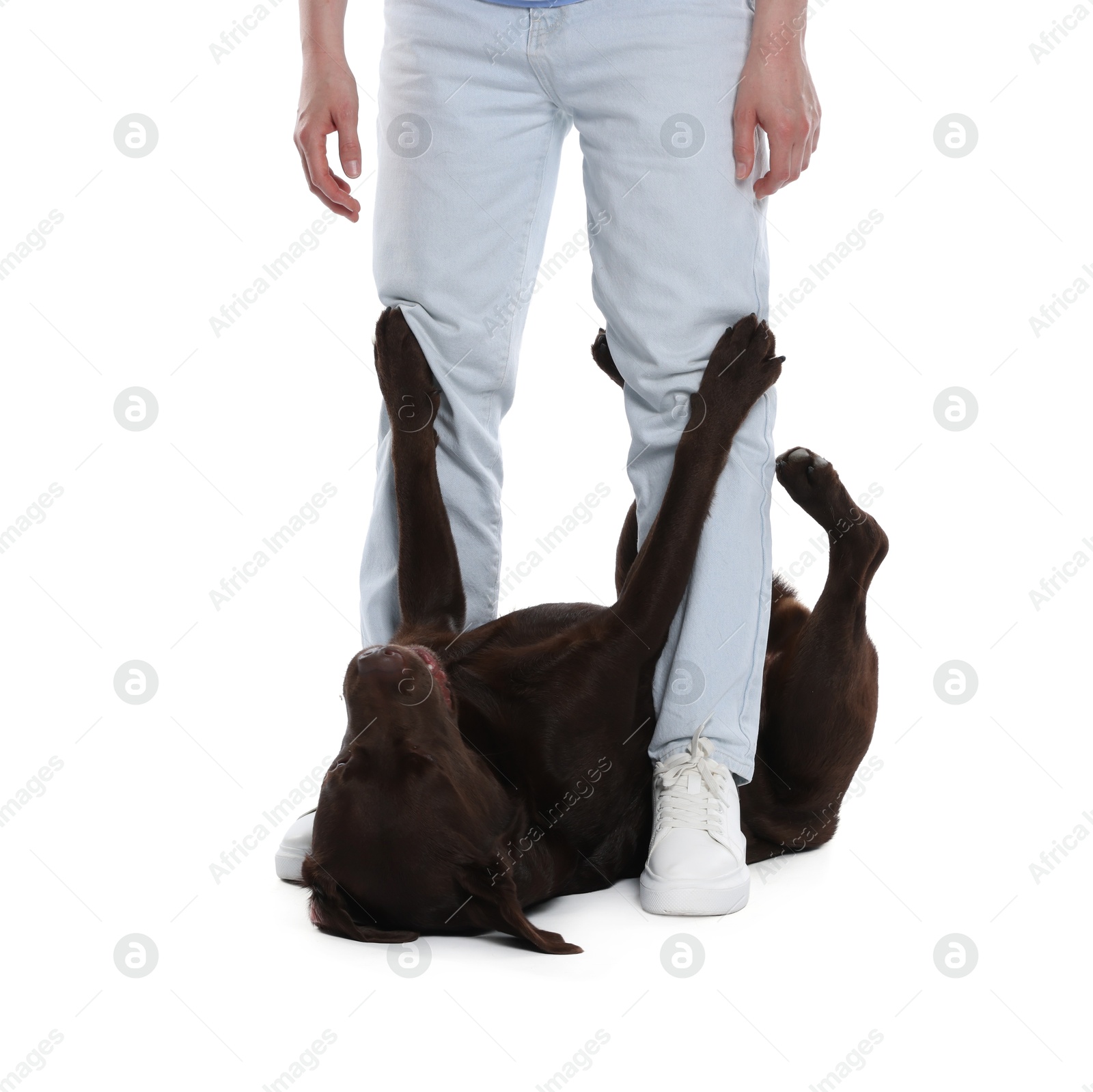Woman training her dog on white background, closeup Photo of Woman training her dog on white background, closeup