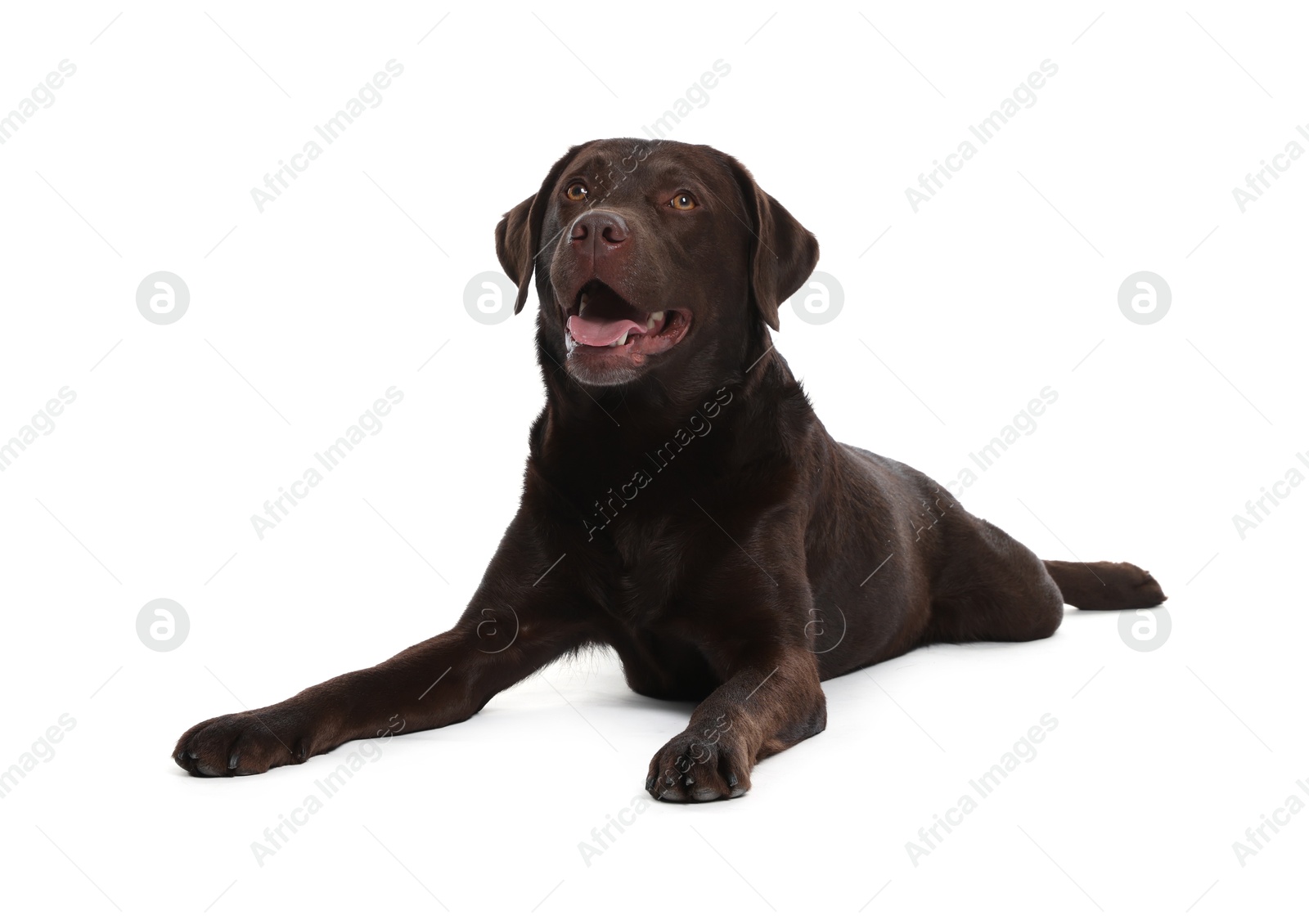 Cute dog on white background. Lovely pet Photo of Cute dog on white background. Lovely pet