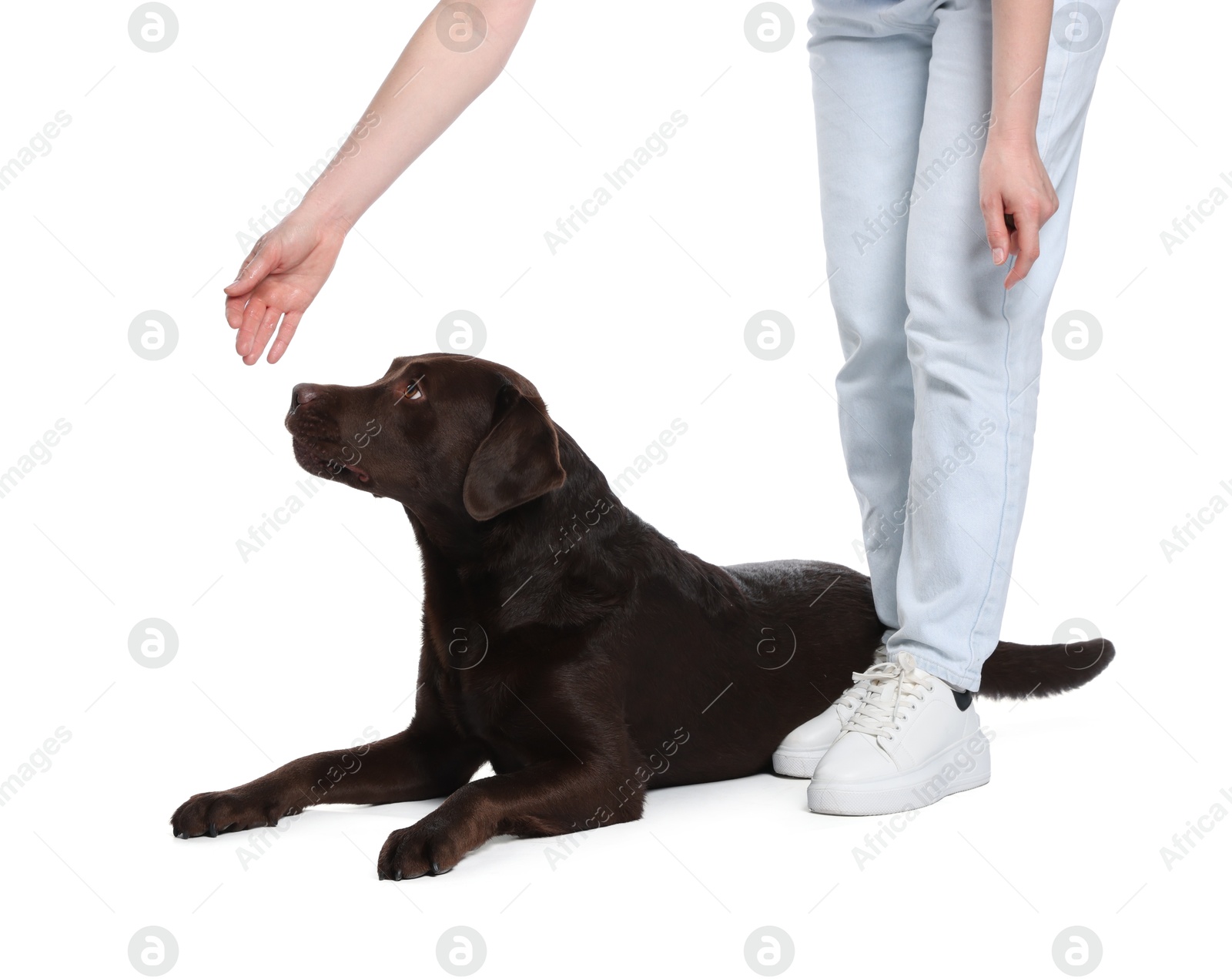 Photo of Woman training her dog on white background, closeup