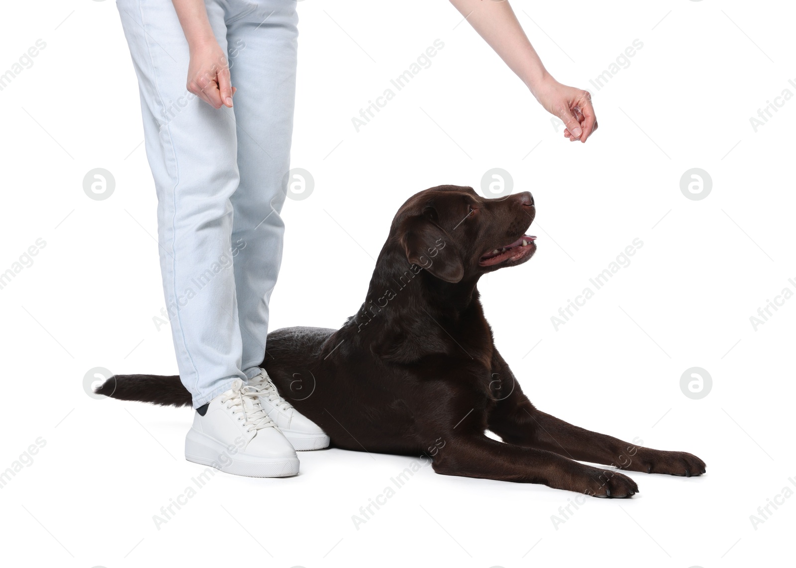 Woman training her dog on white background, closeup Photo of Woman training her dog on white background, closeup