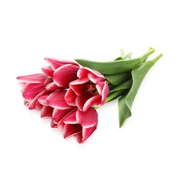 Photo of Beautiful pink tulip flowers on white background