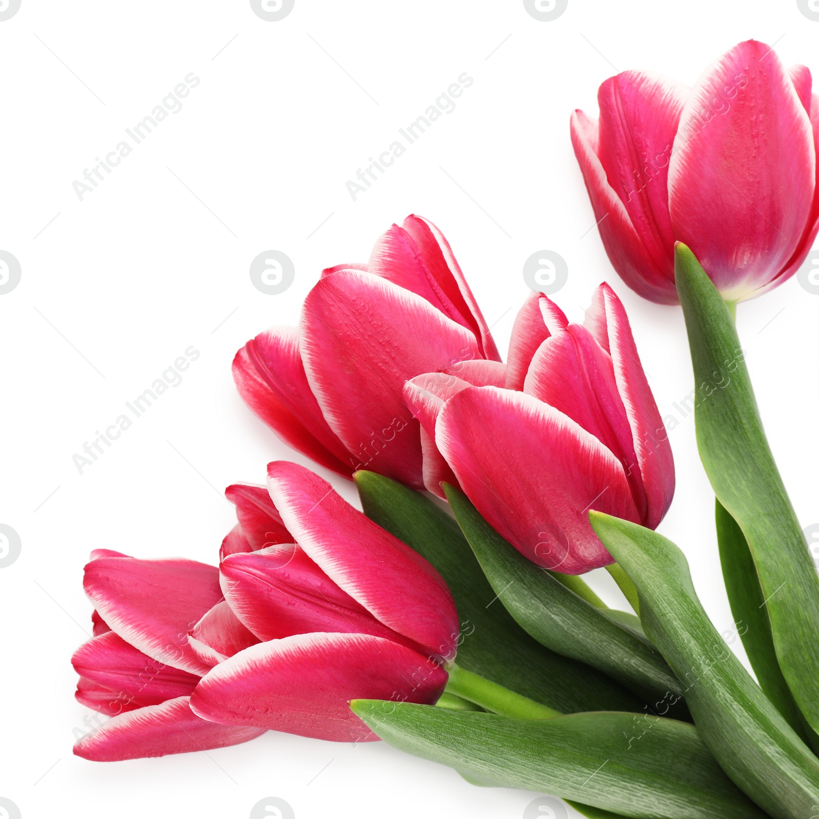 Bouquet of beautiful tulips isolated on white, top view Photo of Bouquet of beautiful tulips isolated on white, top view