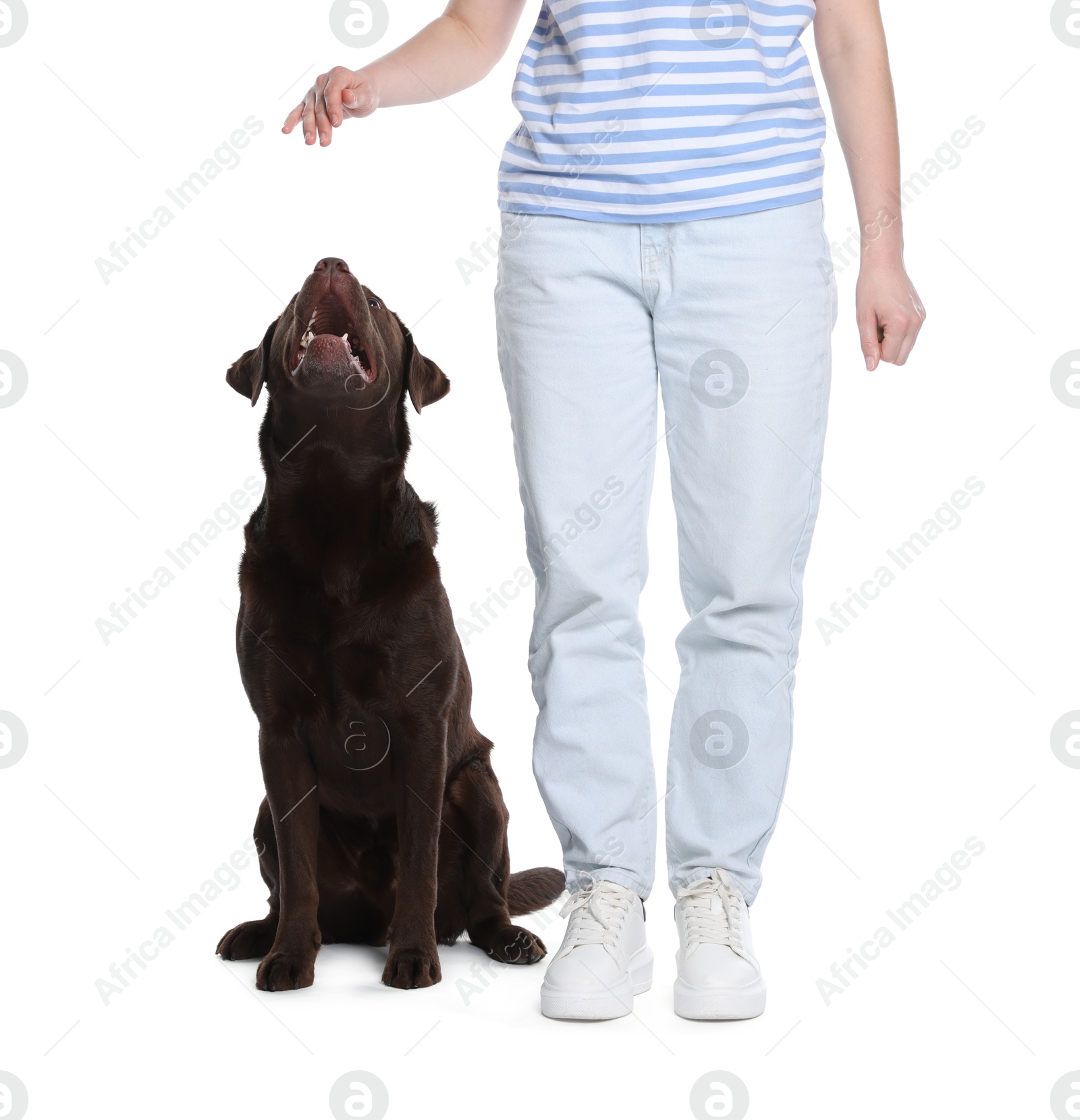 Woman training her dog on white background, closeup Photo of Woman training her dog on white background, closeup