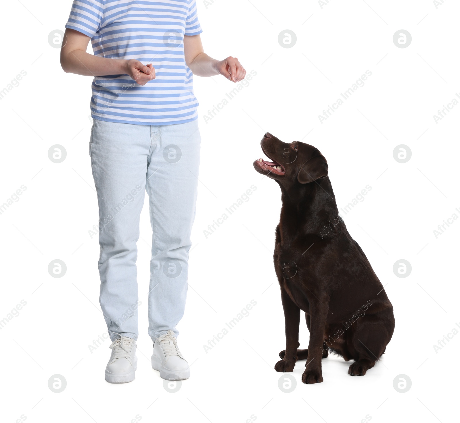 Photo of Woman training her dog on white background, closeup
