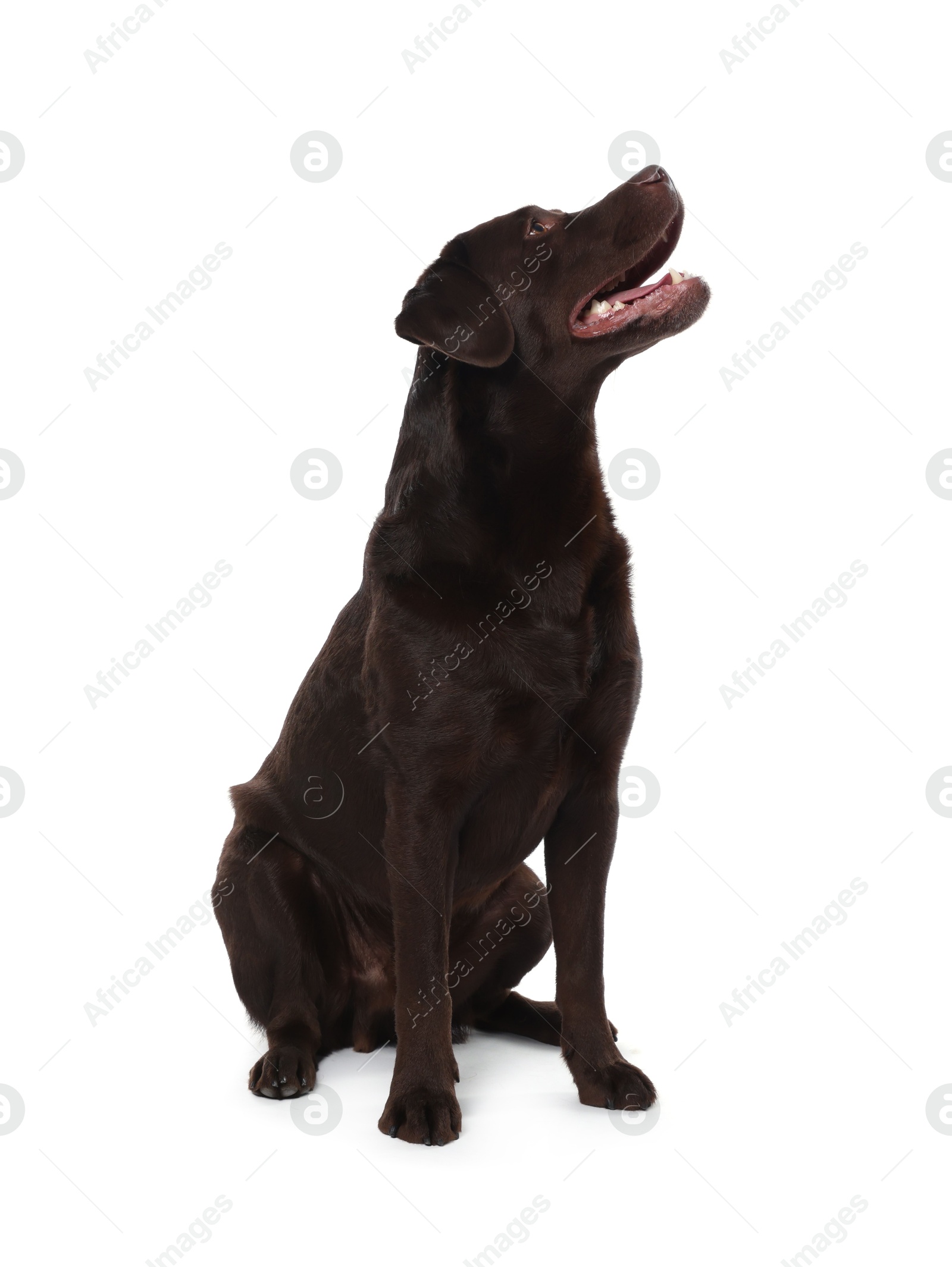 Cute dog on white background. Lovely pet Photo of Cute dog on white background. Lovely pet