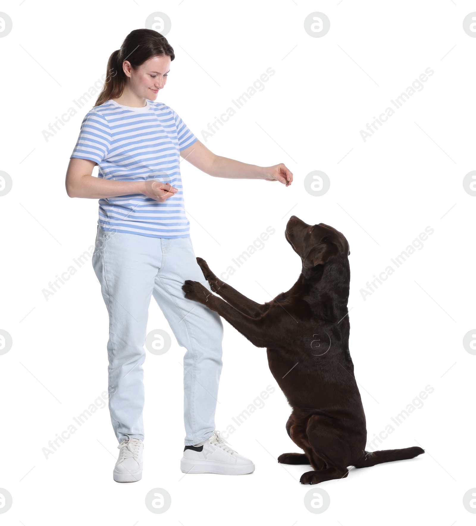 Happy woman training her dog on white background Photo of Happy woman training her dog on white background