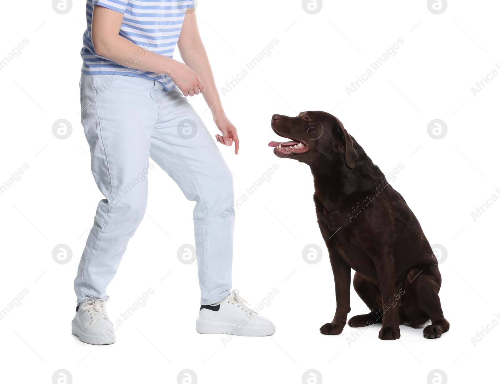 Photo of Woman training her dog on white background, closeup