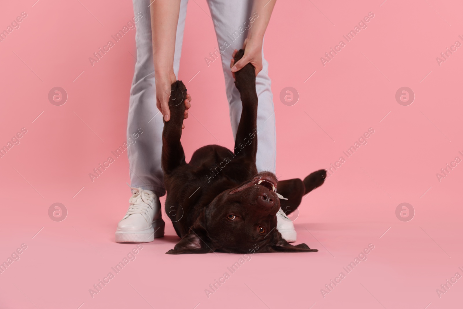 Animal training. Woman with her cute dog on pink background, closeup Photo of Animal training. Woman with her cute dog on pink background, closeup