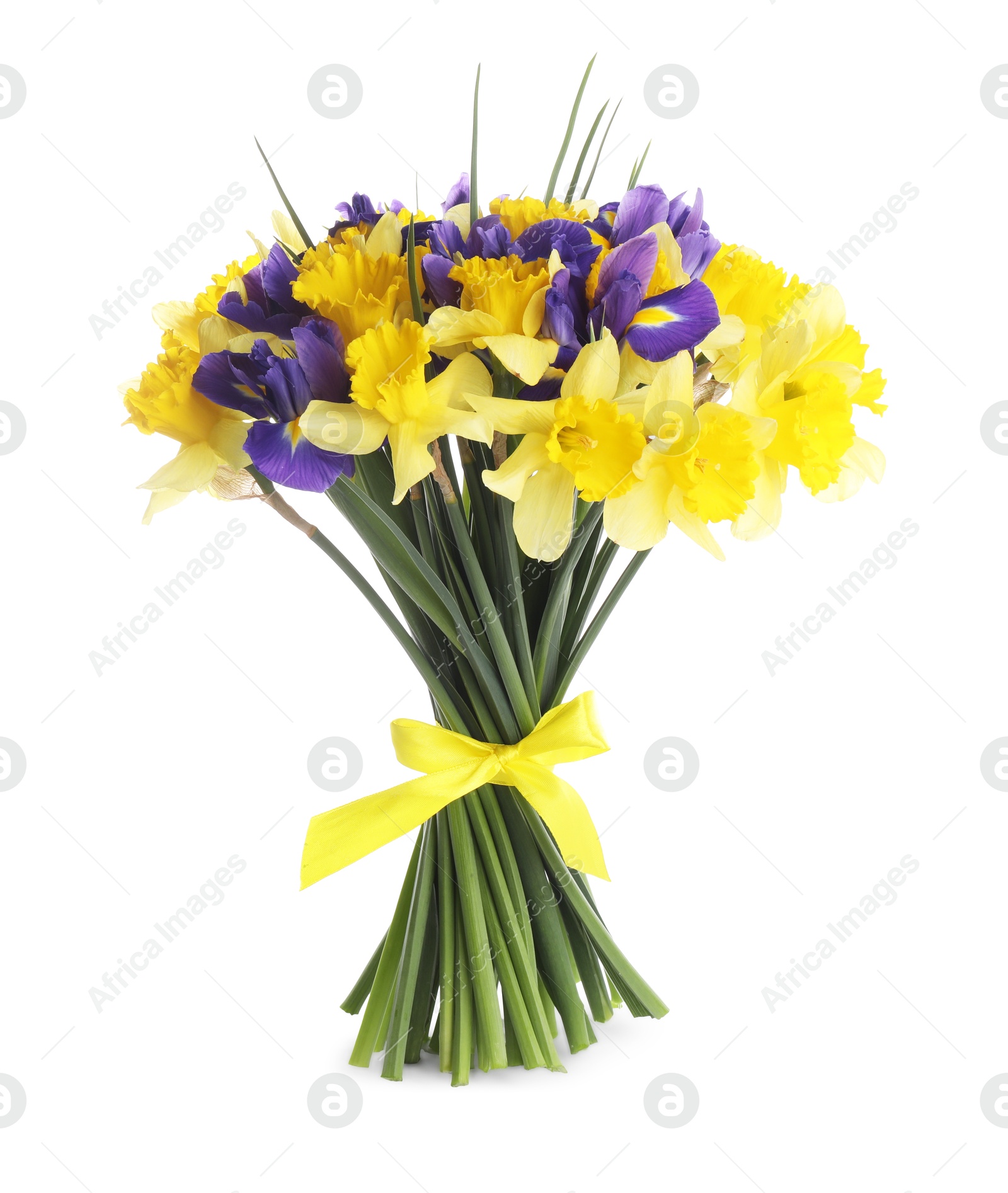 Photo of Bouquet of beautiful daffodils and irises isolated on white