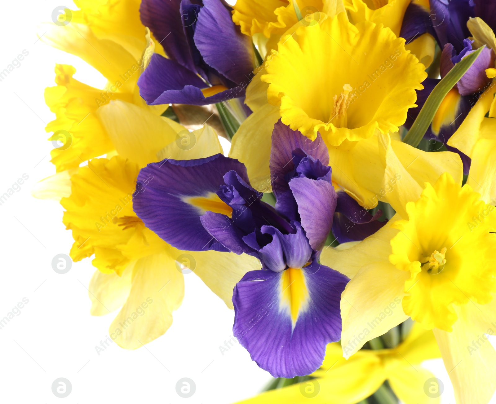 Bouquet of beautiful daffodils and irises isolated on white Photo of Bouquet of beautiful daffodils and irises isolated on white