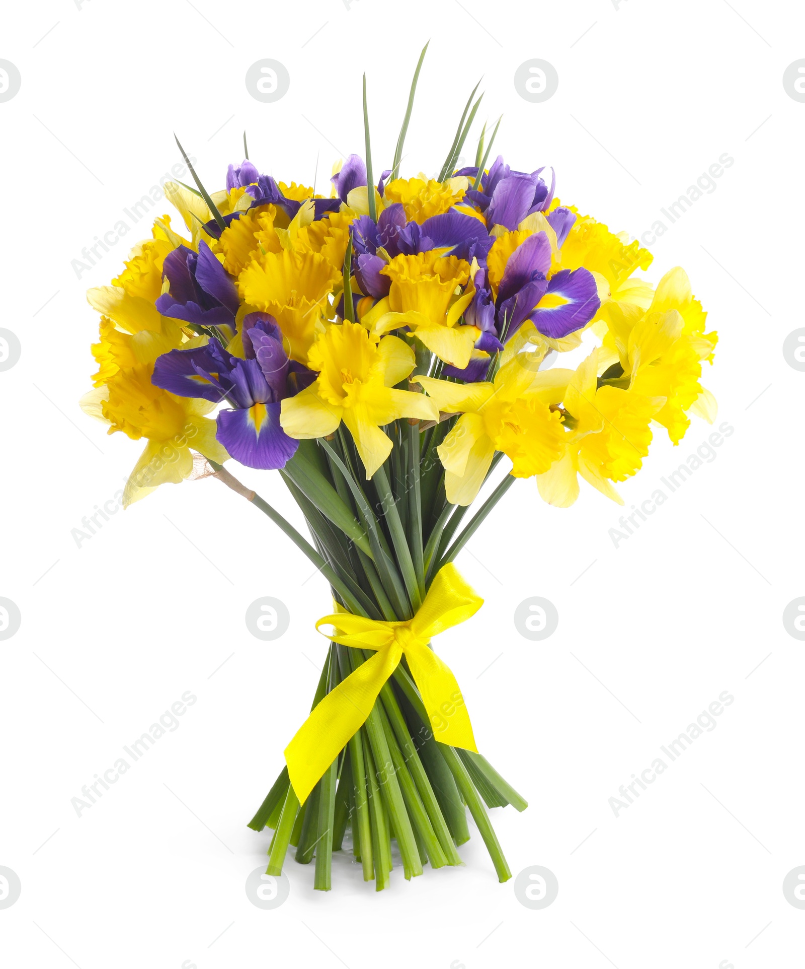 Photo of Bouquet of beautiful daffodils and irises isolated on white