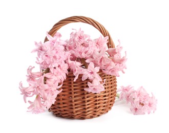 Photo of Beautiful hyacinth flowers in basket isolated on white