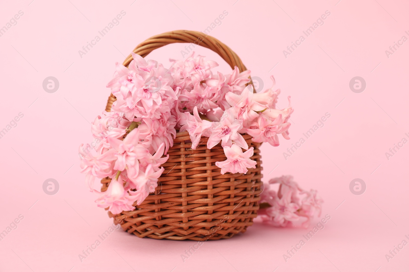 Beautiful hyacinth flowers in basket on pink background Photo of Beautiful hyacinth flowers in basket on pink background