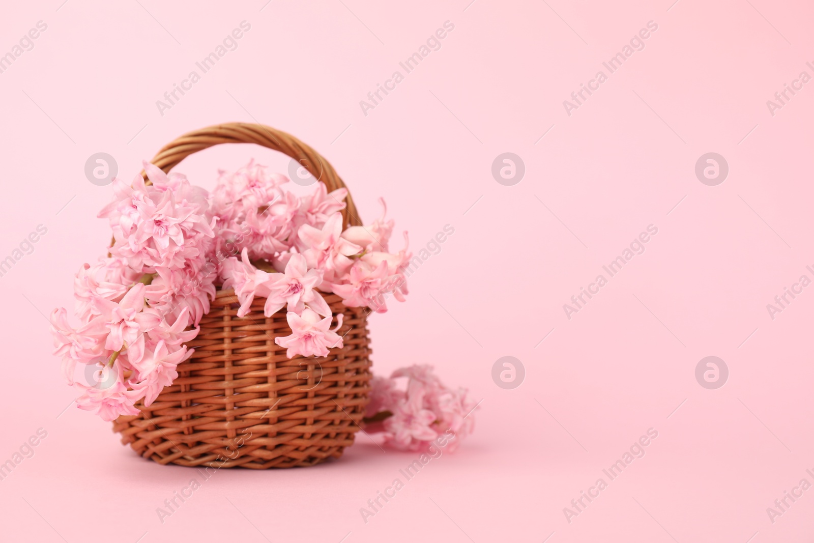 Beautiful hyacinth flowers in basket on pink background. Space for text Photo of Beautiful hyacinth flowers in basket on pink background. Space for text