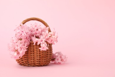 Photo of Beautiful hyacinth flowers in basket on pink background. Space for text