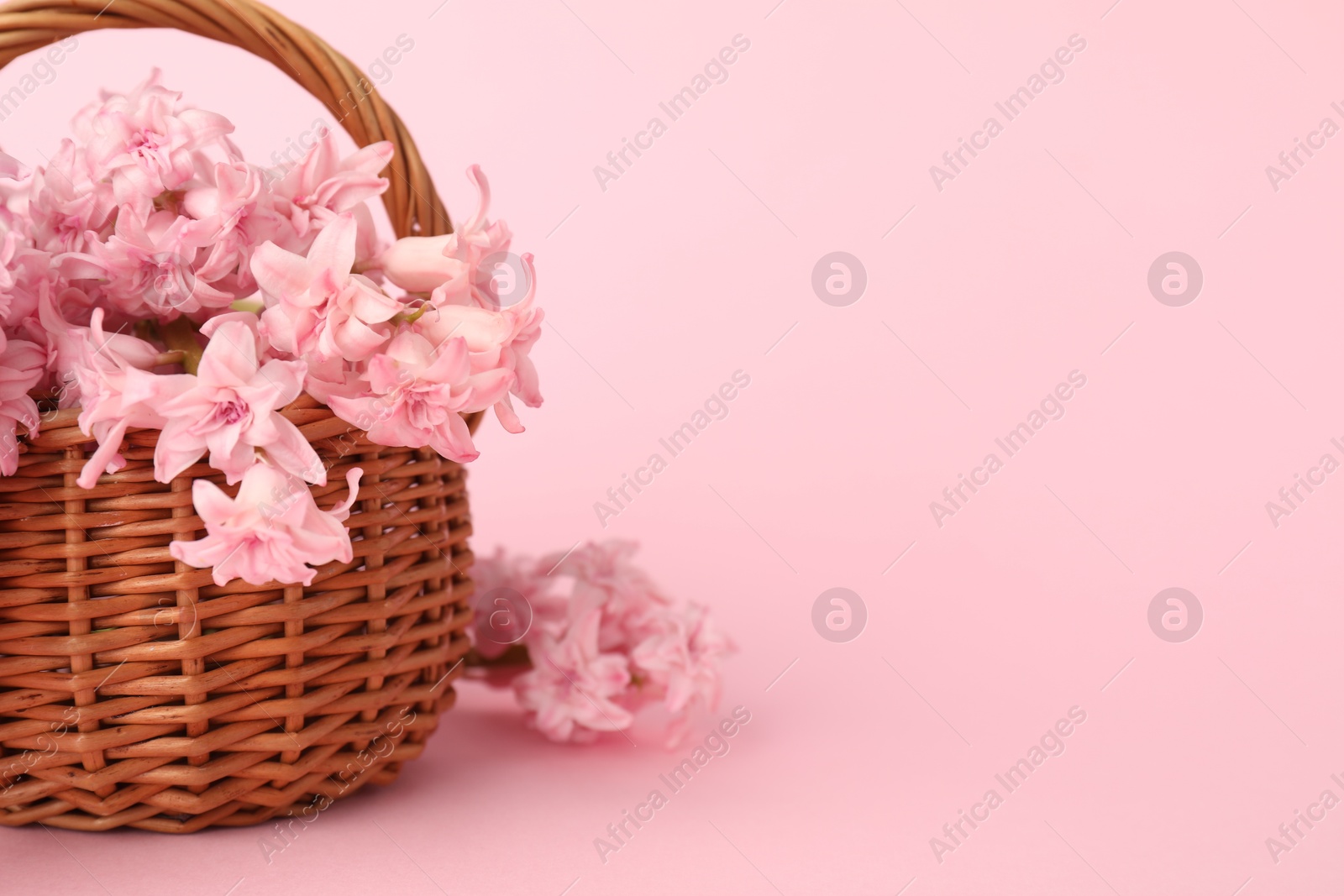 Beautiful hyacinth flowers in basket on pink background, closeup. Space for text Photo of Beautiful hyacinth flowers in basket on pink background, closeup. Space for text