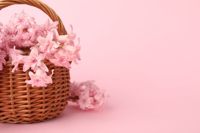 Photo of Beautiful hyacinth flowers in basket on pink background, closeup. Space for text