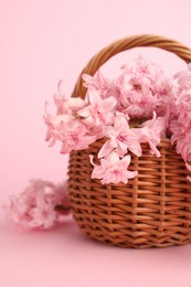 Photo of Beautiful hyacinth flowers in basket on pink background, closeup