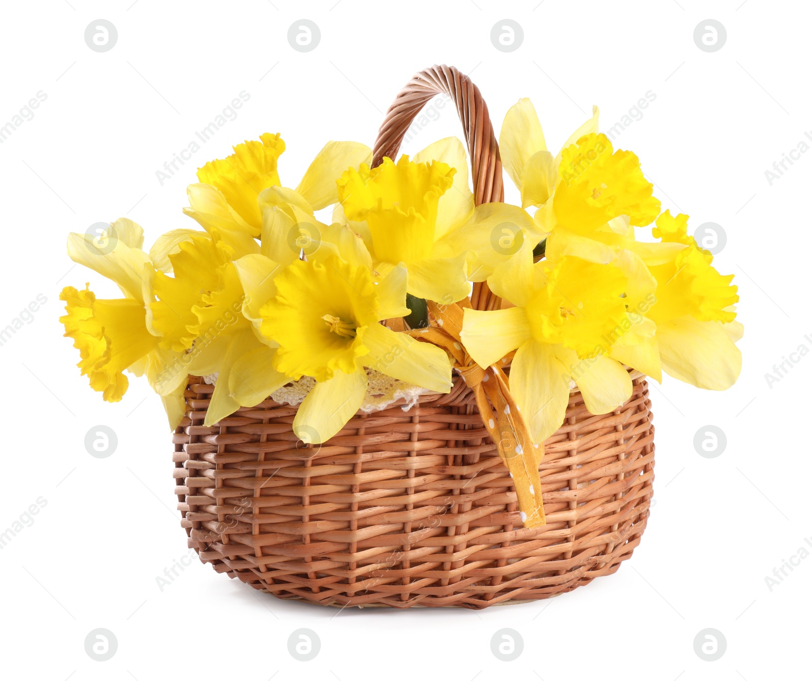 Beautiful daffodils in basket isolated on white Photo of Beautiful daffodils in basket isolated on white