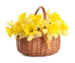 Photo of Beautiful daffodils in basket isolated on white