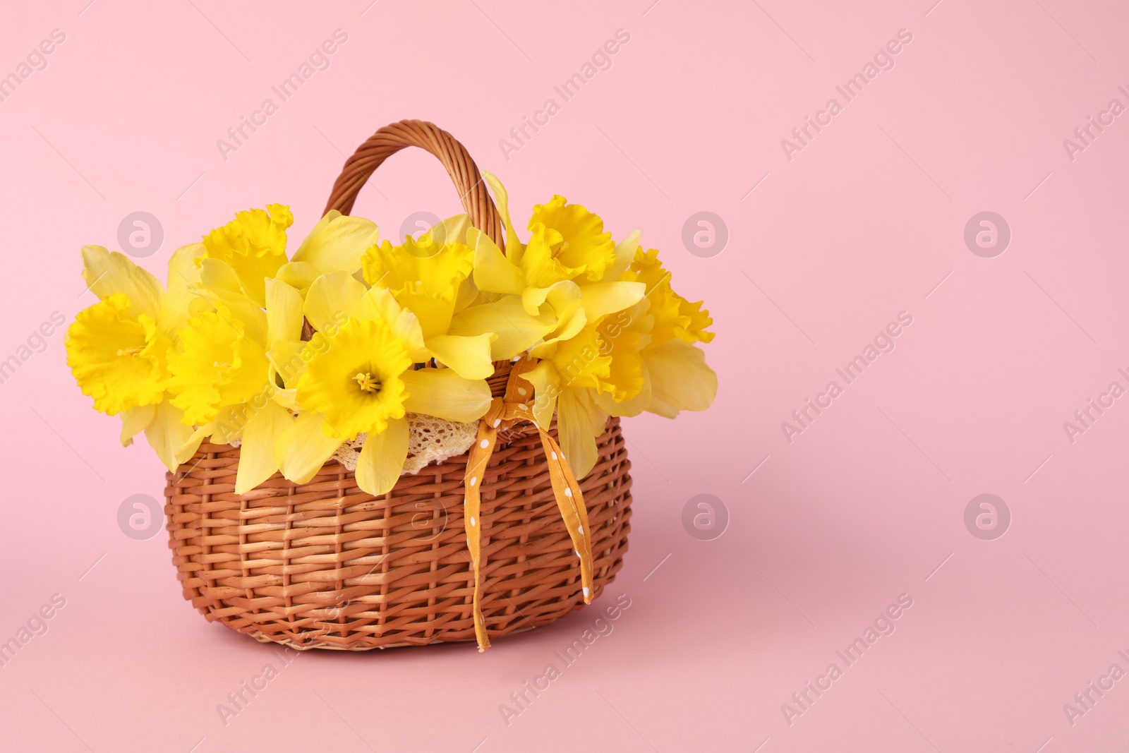 Beautiful daffodils in basket on light pink background. Space for text Photo of Beautiful daffodils in basket on light pink background. Space for text