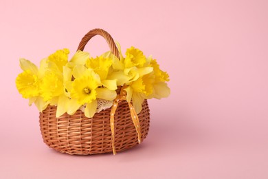 Photo of Beautiful daffodils in basket on light pink background. Space for text