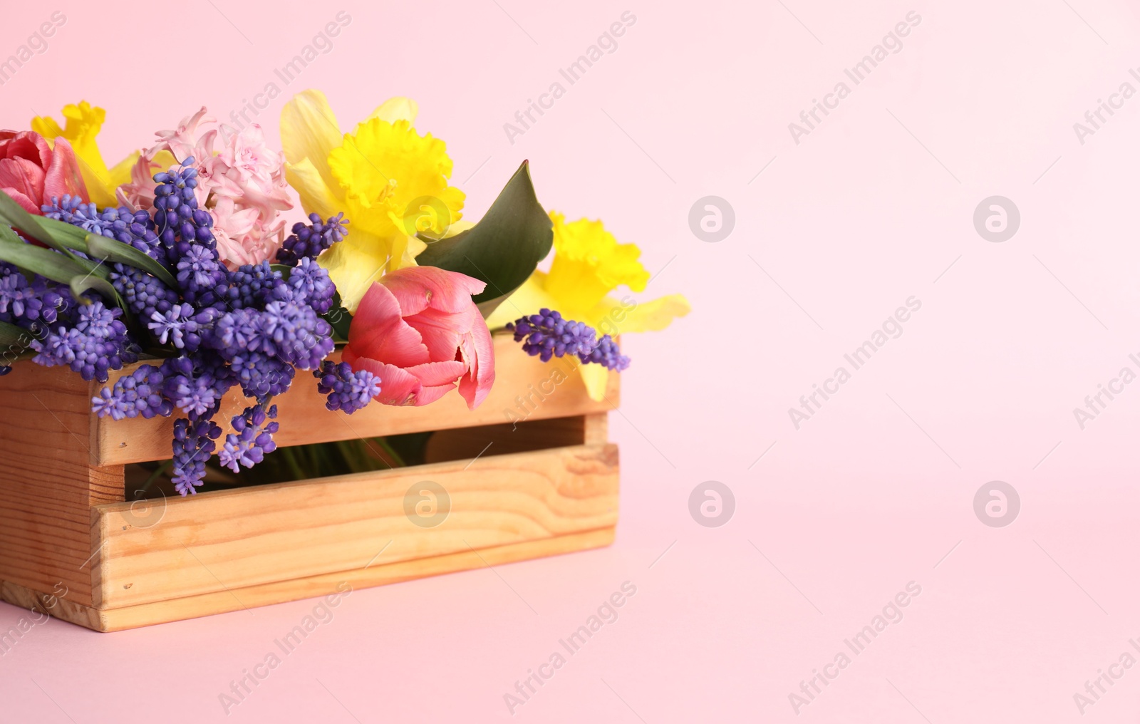 Beautiful colorful flowers in crate on pink background. Space for text Photo of Beautiful colorful flowers in crate on pink background. Space for text