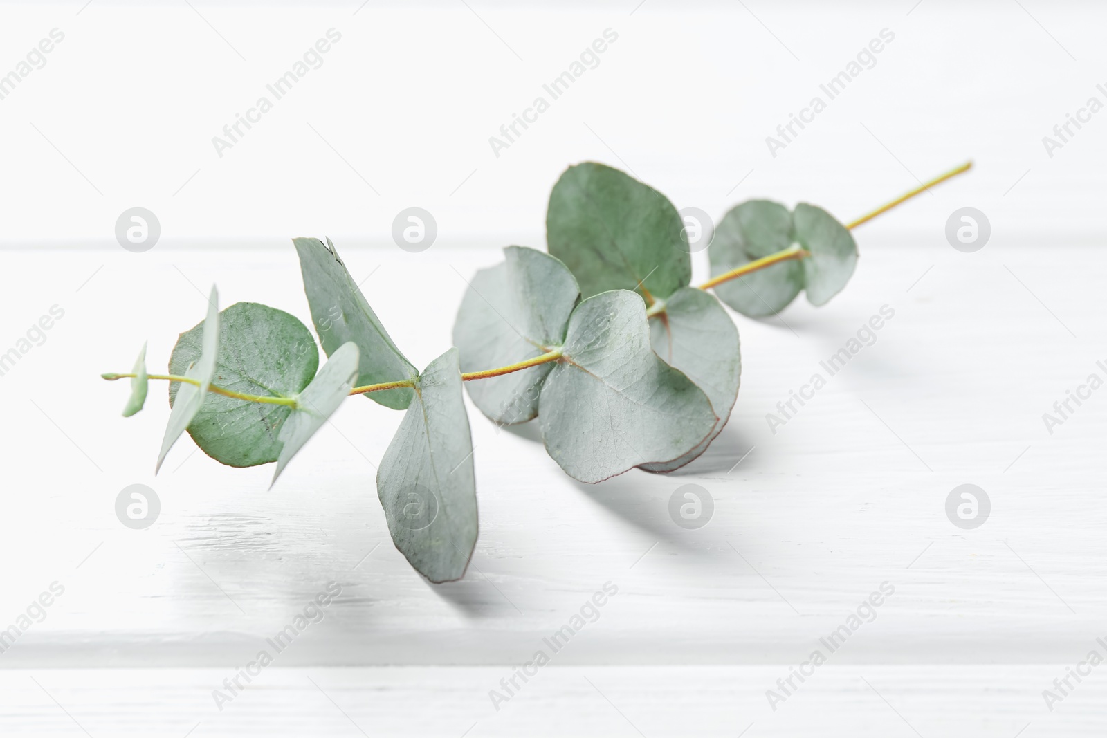 Eucalyptus branch on white wooden table, closeup Photo of Eucalyptus branch on white wooden table, closeup