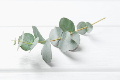 Photo of Eucalyptus branch on white wooden table, closeup