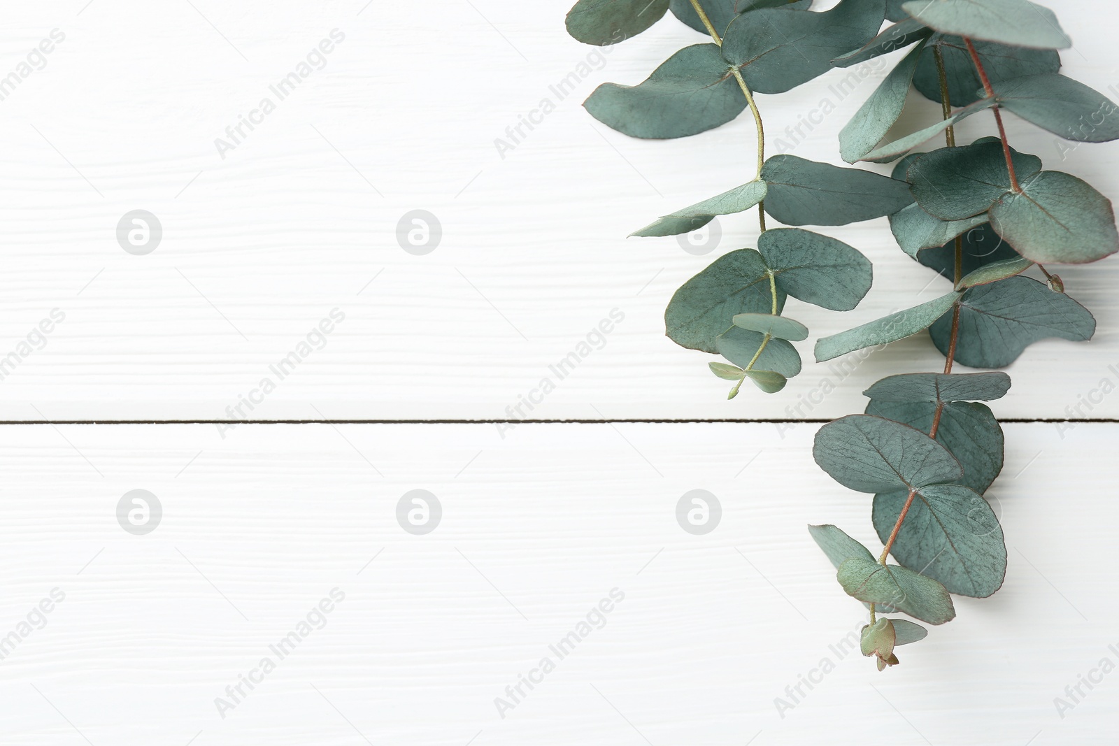 Eucalyptus branches on white wooden table, flat lay. Space for text Photo of Eucalyptus branches on white wooden table, flat lay. Space for text