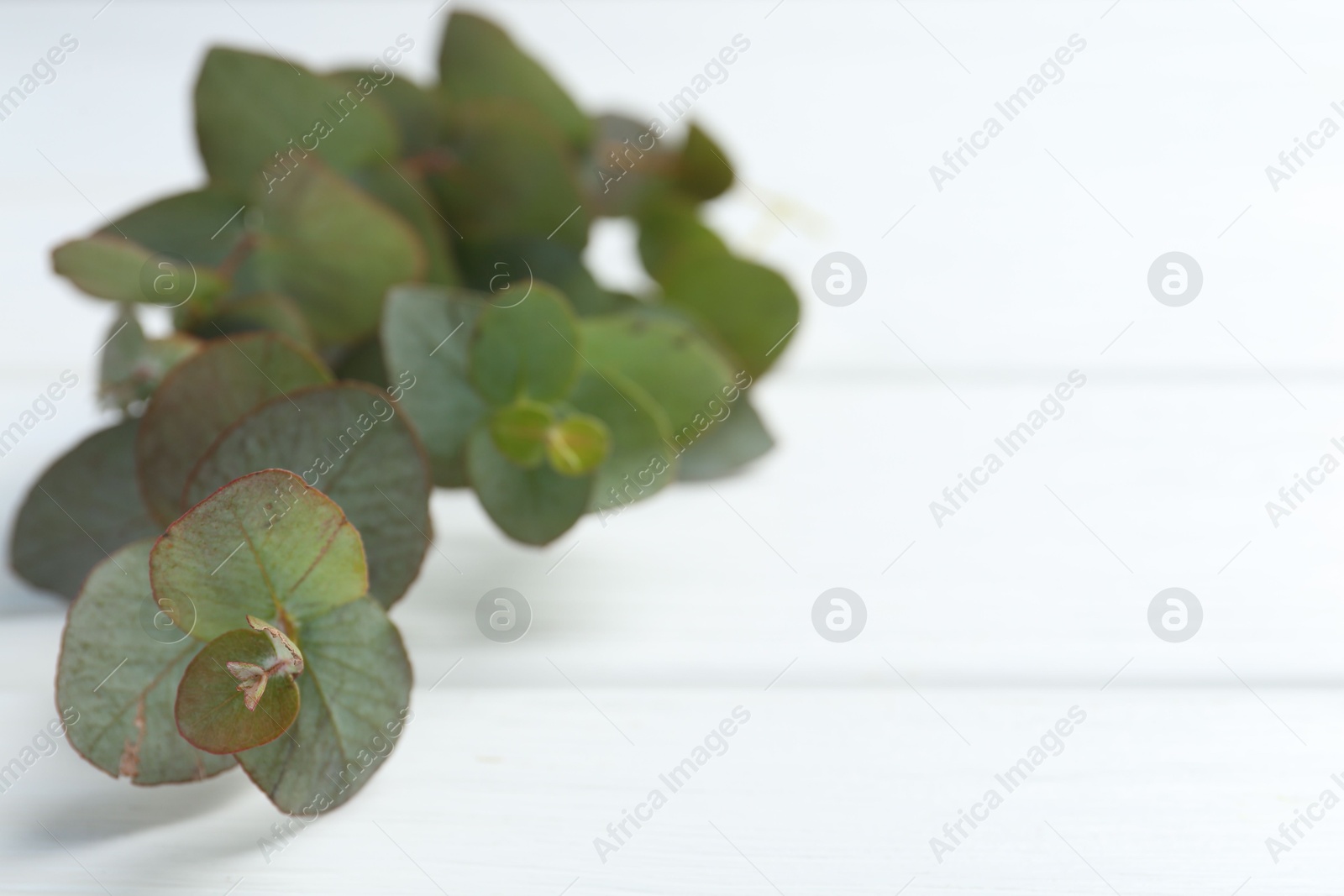 Eucalyptus branches on white wooden table, closeup. Space for text Photo of Eucalyptus branches on white wooden table, closeup. Space for text