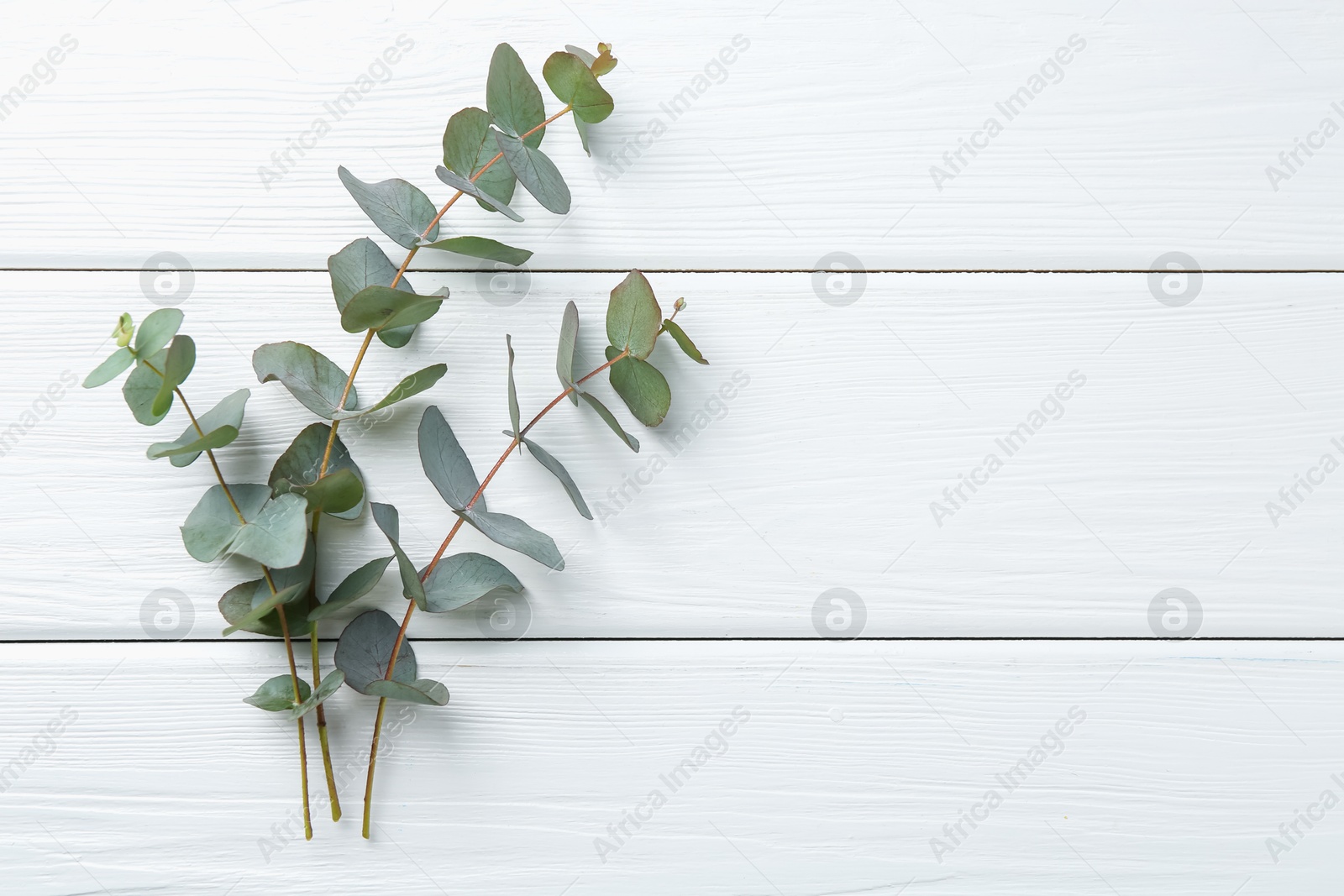Eucalyptus branches on white wooden table, flat lay. Space for text Photo of Eucalyptus branches on white wooden table, flat lay. Space for text