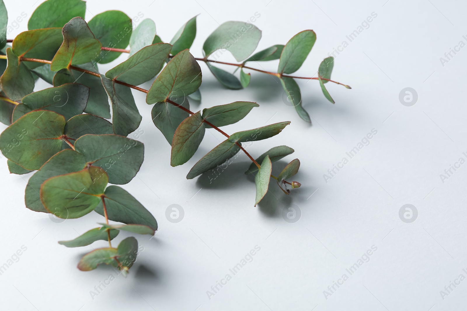 Eucalyptus branches on white background, closeup. Space for text Photo of Eucalyptus branches on white background, closeup. Space for text