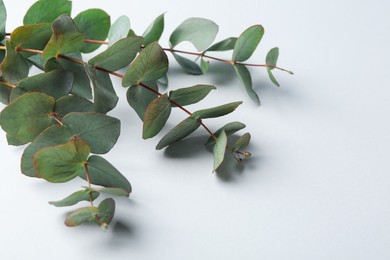 Photo of Eucalyptus branches on white background, closeup. Space for text