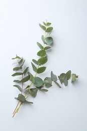 Photo of Eucalyptus branches on white background, flat lay