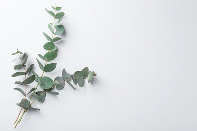 Photo of Eucalyptus branches on white background, flat lay. Space for text