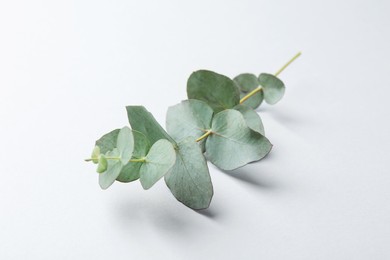 Photo of Beautiful eucalyptus branch on white background, closeup