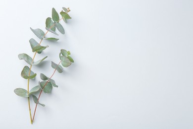 Photo of Eucalyptus branches on white background, flat lay. Space for text