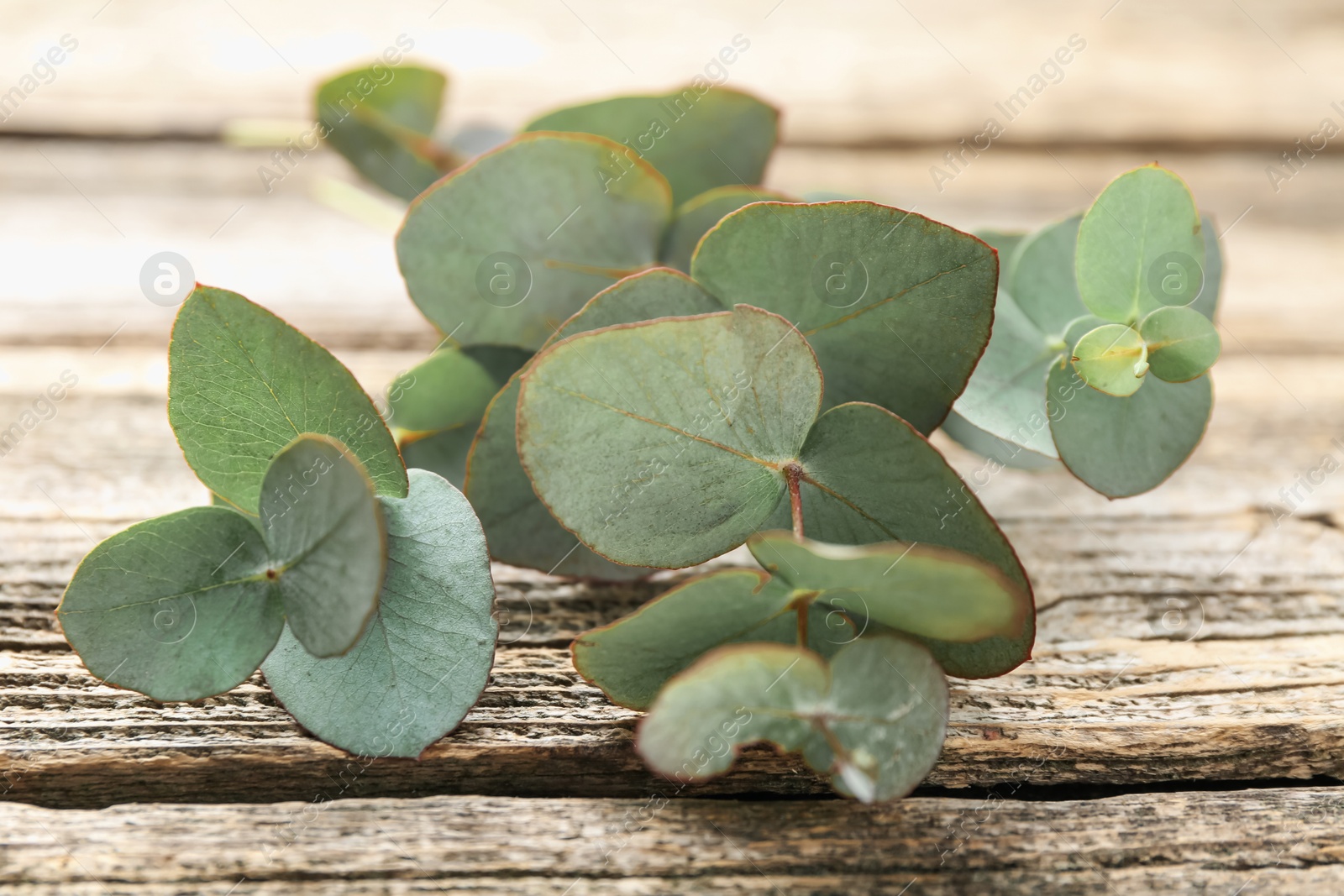 Beautiful eucalyptus branches on wooden table, closeup Photo of Beautiful eucalyptus branches on wooden table, closeup