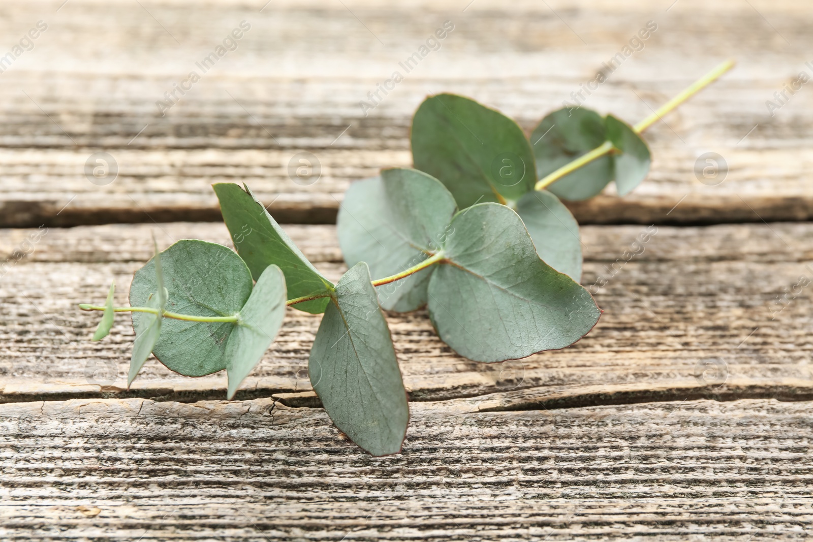 Beautiful eucalyptus branch on wooden table, closeup Photo of Beautiful eucalyptus branch on wooden table, closeup